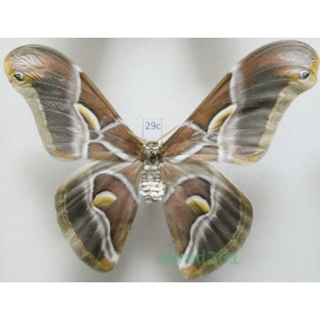 Samia cynthia (Drury, 1773) male ex. ovo India 104mm29c